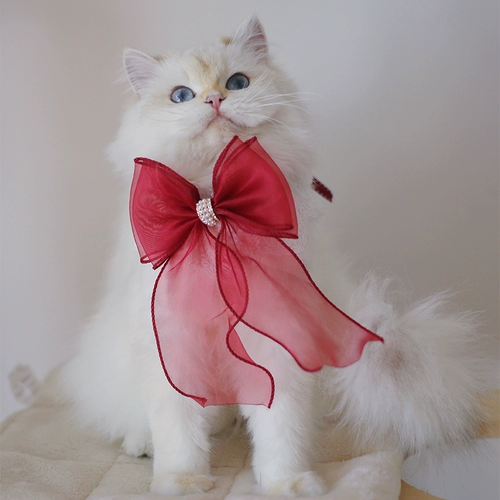 Кошка и собака окружают шейные воротнички для воротничков марионет