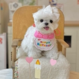 Нагрудник, шапка, слюнявчик, милый шарф, аксессуар для волос, наряжаться