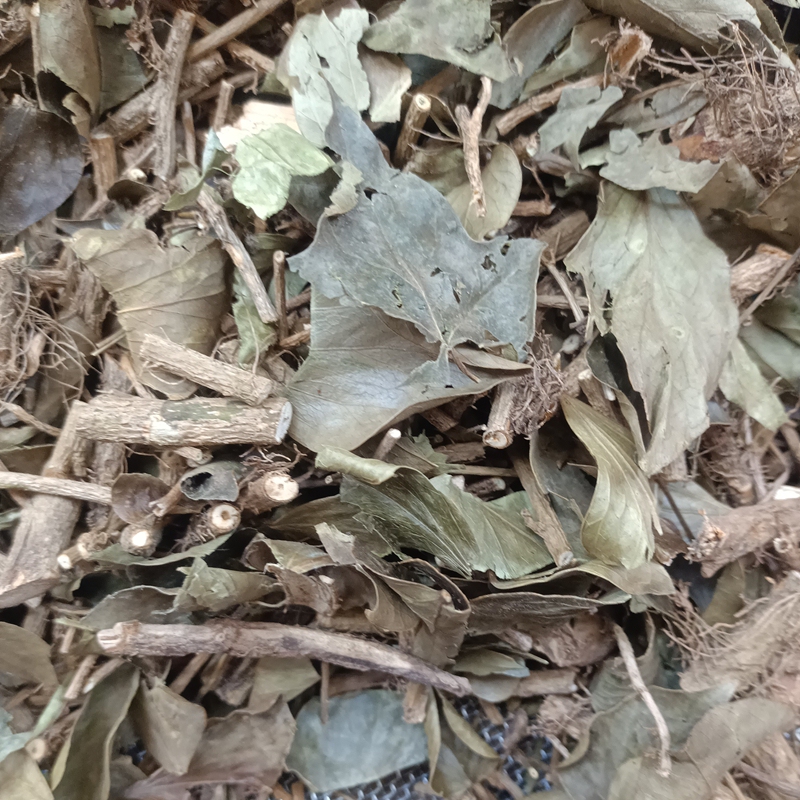 Yunnan Chinese Herbal Medicine Ivy, Also Known as Triangular Wind, Chasing Wind Vine, Sky-Penetrating Wind, Sun-Dried in Bulk, 500 Grams
