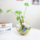 Creative Home Hydroponic Glass Vase Transparent Flower Desktop Decoration Indoor Gardening Desk Decoration