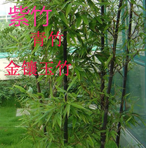 Patio Greening plant Bamboo Miao Miao Miao Miao Miao Han bamboo Miao Bamboo Fry Gold Inlaid Jade Bamboo