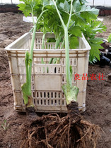  Japan Asuka leaf Asuka grass Hachijo grass(three-year seedlings) 38 A plant height of more than 60cm