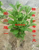  Authentic South African leaves also known as general leaves bitter tea trees stout seedlings developed root systems package survival ultra-cost-effective