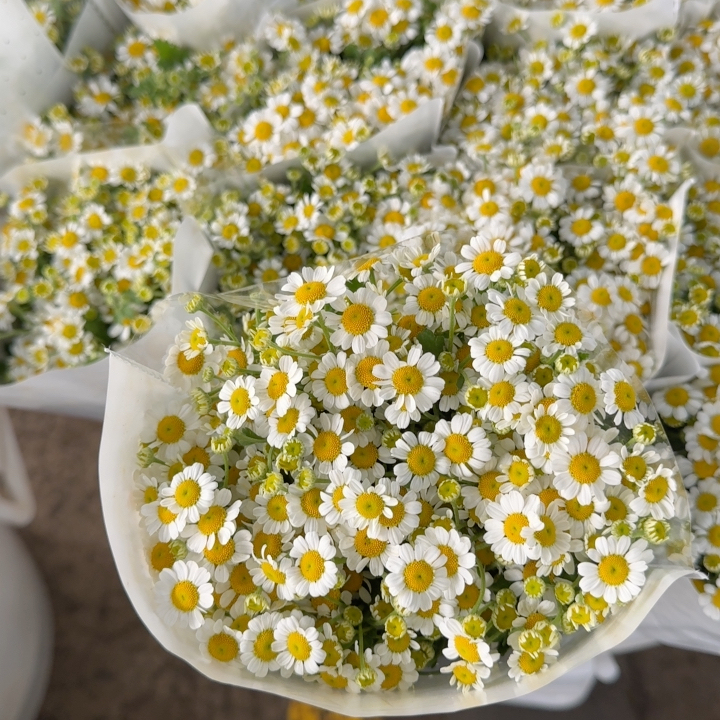 A Handful of Chamomile Flowers Does Not Include Free Shipping A Handful of Chamomile Flowers Does Not Include Free Shipping