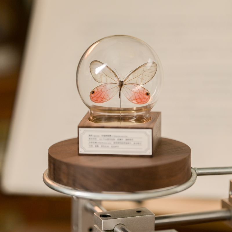 Rose Silk Butterfly Real Butterfly Specimen in Walnut Wood Glass Globe, Gift for Girlfriend's Birthday, Home Decoration Ornament