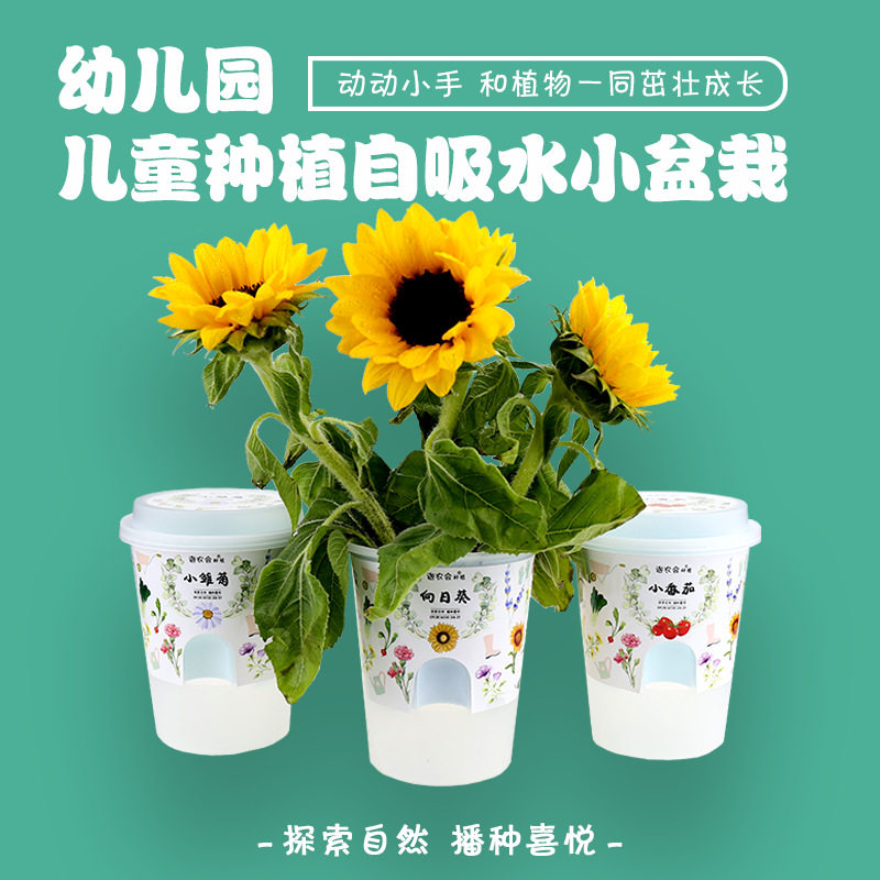 Children planting small potted plants Mini flower farmers Kindergarten Sunflower Plant Growth Watch Suit Seed Strawberry Box