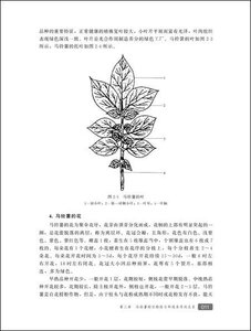 马铃薯良种繁育与栽培技术 第2版 马铃薯高产栽培关键技术大全 蔬菜种植教程 马铃薯种植技术书 无土栽培技术