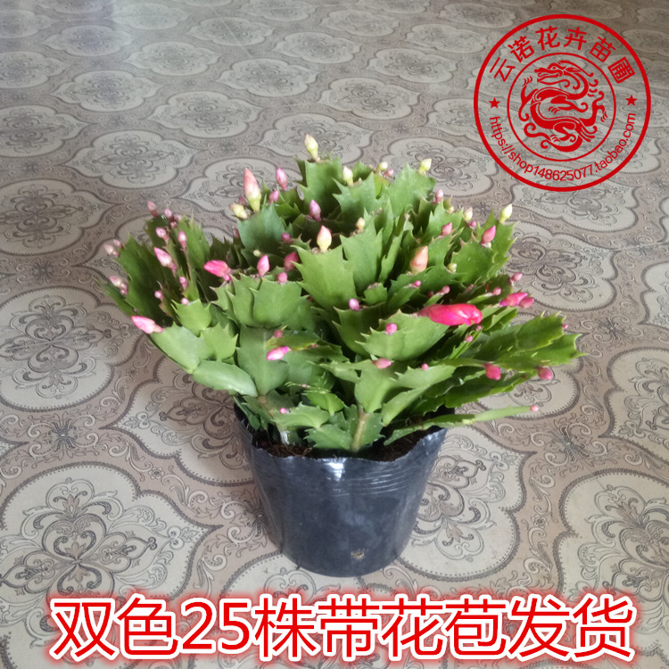 蟹爪兰花苗 客厅绿植盆栽花卉 蟹爪兰带根带花苞发货 当年开花