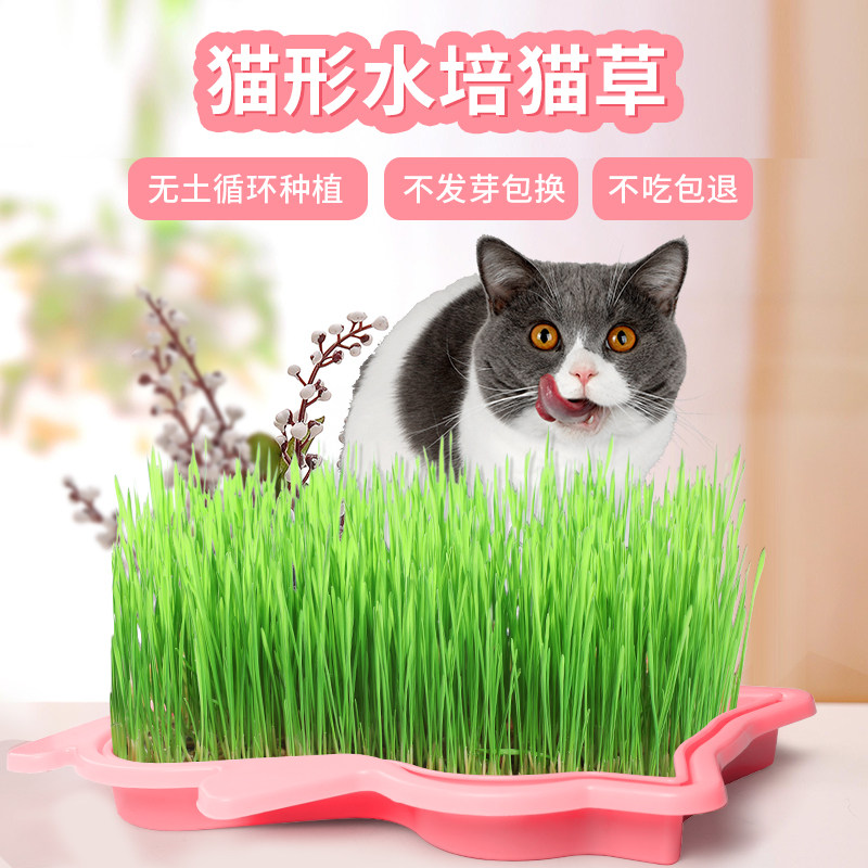 猫草水培盒盆栽种子幼猫零食去毛球懒人猫草种籽化毛猫咪用品全套