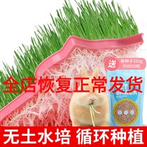 Net animal husbandry rabbit Wheat grass hydroponic soilless seed planting set Guinea pig Chinchilla fresh grass seed rabbit snack