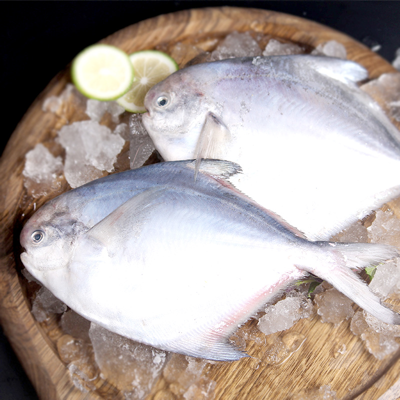【拍4付1】东海白鲳鱼新鲜深海鲳鱼鲜活冷冻冰鲜鱼水产鳊鱼500g