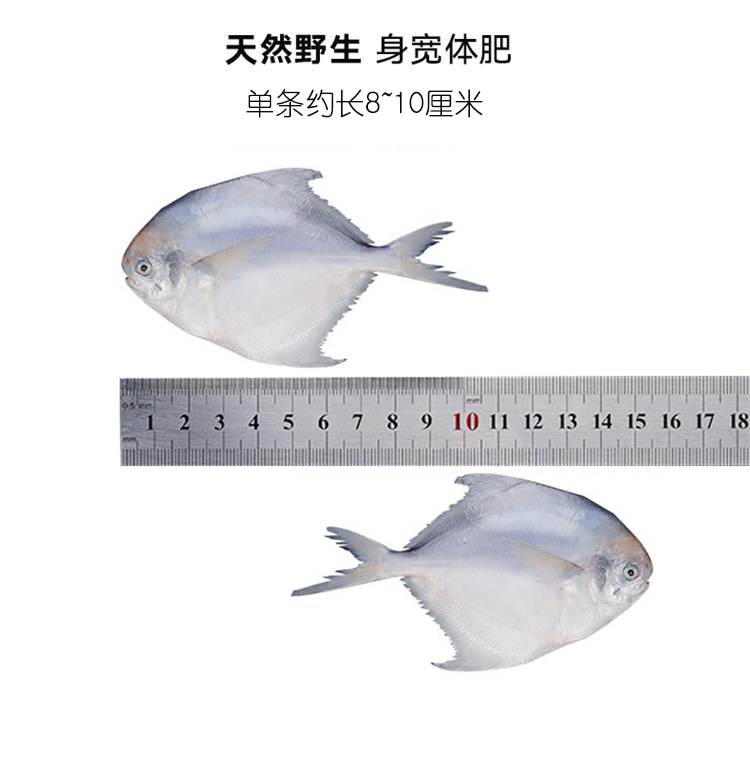 【顺丰包邮】东海深海白鲳鱼共1000g