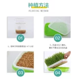 Бейтская кошачья трава семена гидропонная кошачья мята горта в почве