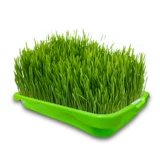 Бейтская кошачья трава семена гидропонная кошачья мята горта в почве