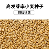 Betian Cat Grass Seed Hydroponic Catmint Cat Snack -снятая шарико