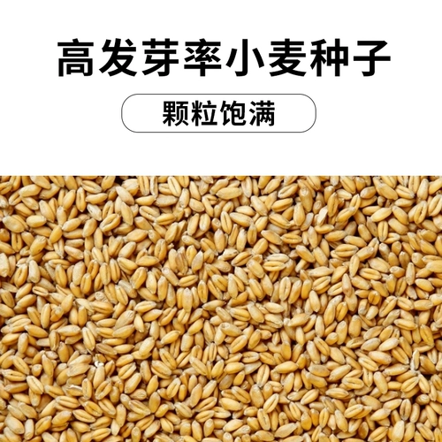 Betian Cat Grass Seed Hydroponic Catmint Cat Snack -снятая шарико