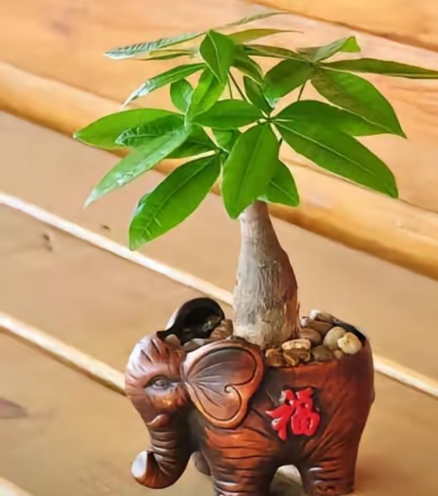 鑫源艺