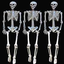 Halloween horror skull skeleton hanging ghost human skeleton model bar KTV haunted house decoration decoration props