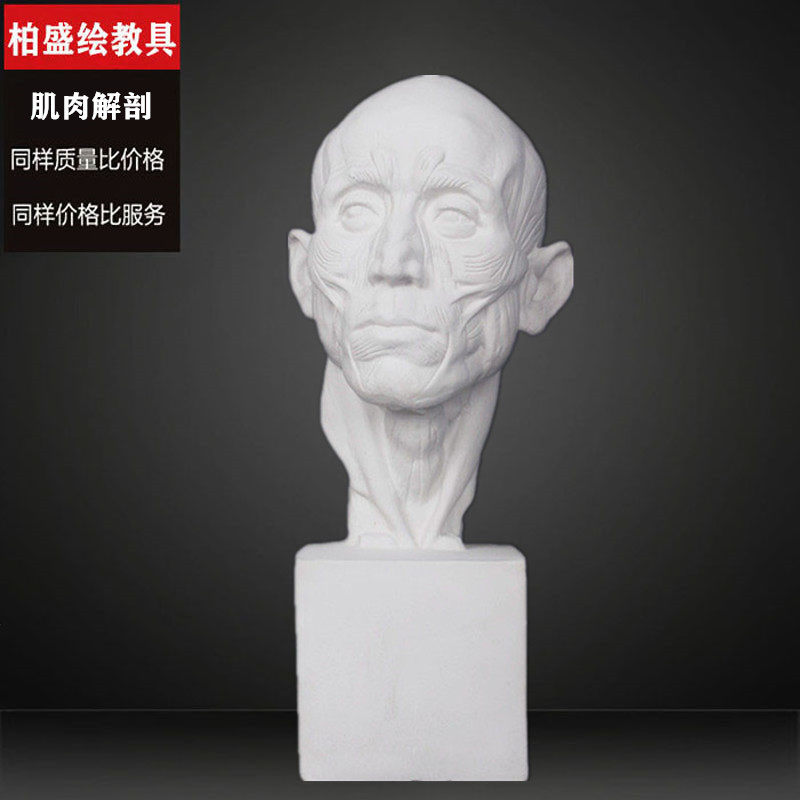 Anatomy three plaster portrait New anatomy head Art studio Teaching aids Sculpture ornaments Geometric body Venus plaster