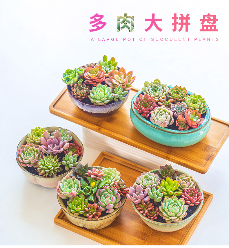 Large plant pot is more meat flowerpot more coarse pottery creative violet arenaceous green, the plants of Large diameter platter ceramics