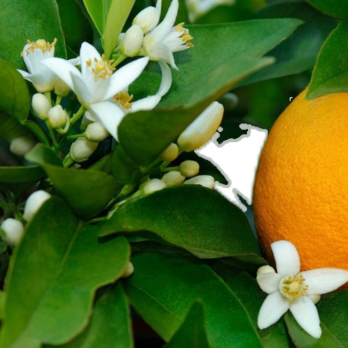 Эфирное масло с горьким апельсином листьев очень подходит для стрессовых учеников, чтобы глубоко расслабиться и помочь спать