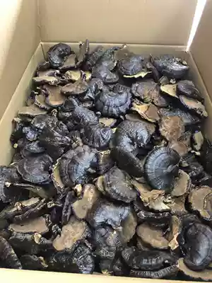 Hualong Ginseng Bird's Nest Black Ganoderma lucidum 48 yuan a catty 30 years Physical store welcomes you