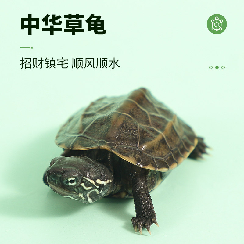 中华草龟：长寿宠物龟，如何选择与养护？-龟/鳖-淘宝好物网