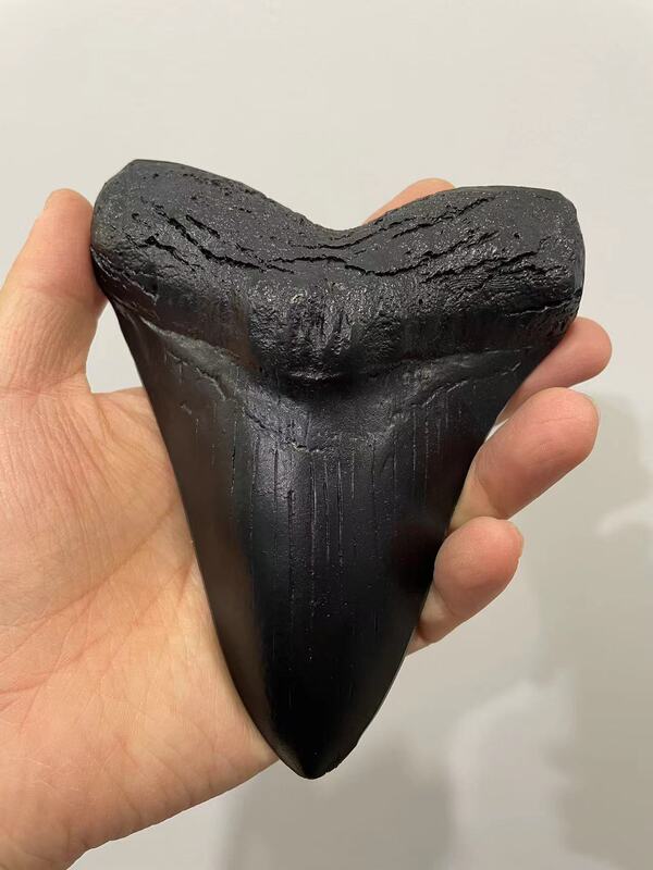 Megalodon Tooth Fossil, Paleontological Fossil Model, Handheld Ornament, Display Piece, Science Education, Creative Gift