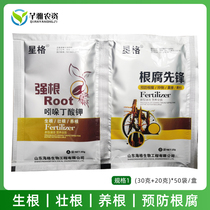 Root rot rooting strong roots flowers vegetables fruit trees cataplexy solanacum standing withered stem base rot