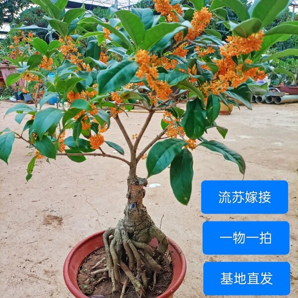 花民园艺