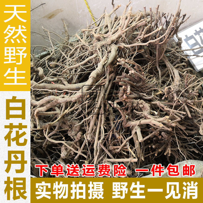 Deep mountain wild white - hua Dagen Chinese medicine meets 500 grams of white - stained Dangen soup