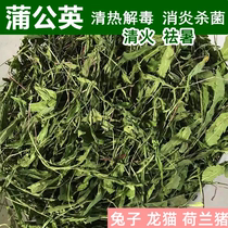 Drying dandelion grass hay pet rabbit rabbit grass dragon cat health care grass heat-clearing detoxification anti-inflammatory and sterilization