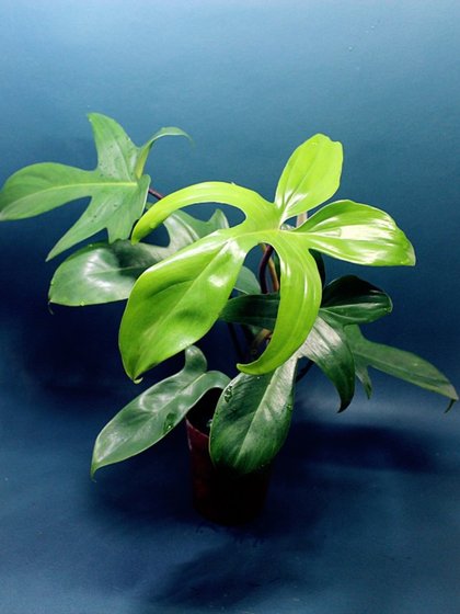 包邮佛罗里达红毛飞机蔓绿绒腿毛掌叶蔓绿绒室内绿植热植观赏植物