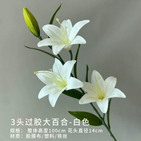 Синяя высокоразрированная лилия (белая)