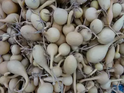 Natural gourd various types of random hair including local small beauty grenade Tianjin mouth single double belly various special groceries