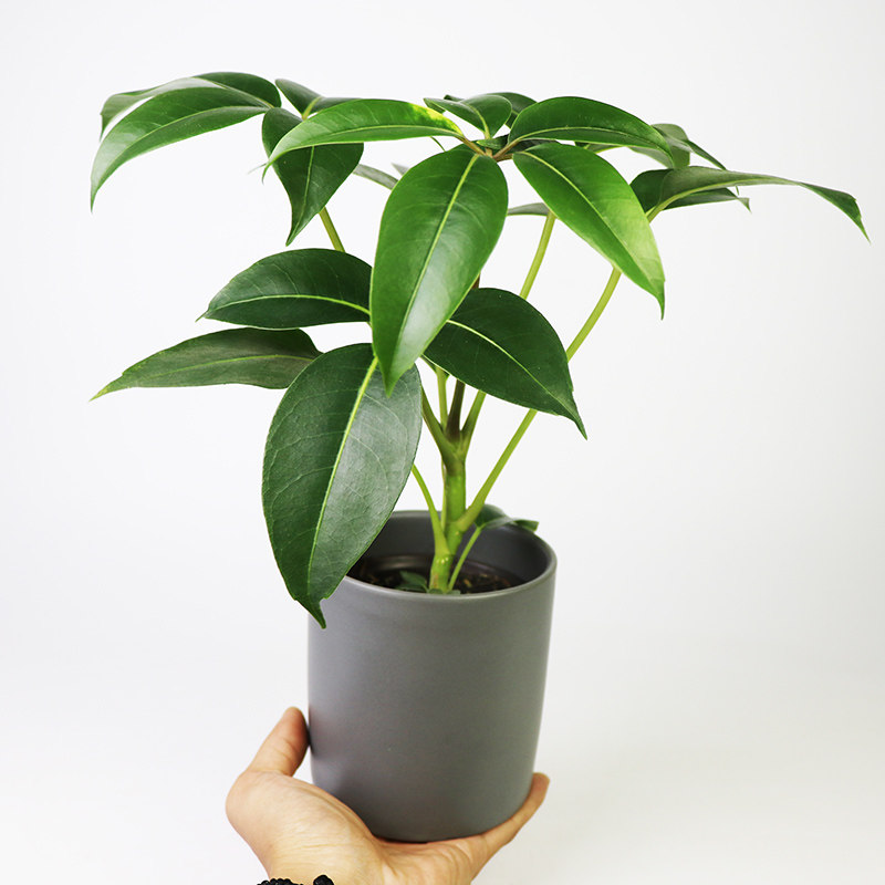 日本大叶伞:室内绿植的新宠-绿植-淘宝百科网