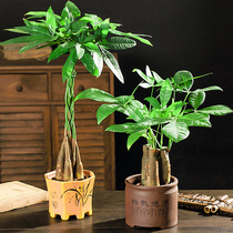  Fortune tree plant potted fresh air Indoor flowers Living room office desktop flowers Green plants Small bonsai good nutrition