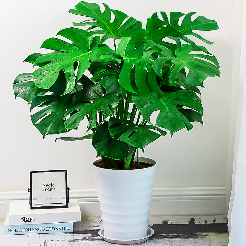 Tortoise Back Taro Large Potted Green Planting Indoor Living-room Office Fresh Air Four Seasons Evergreen Large Leaf Hydroponic Plant