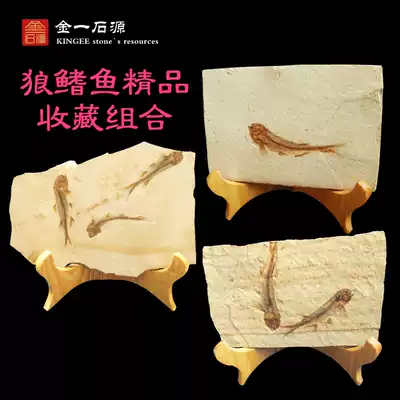 Fine Liaoxi fish fossils, paleontological fossils, raw stone specimens, ornaments, strange stone collection class value discount package