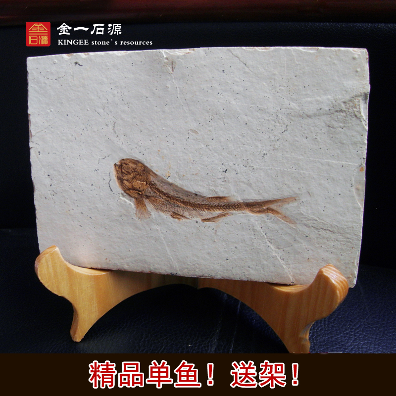 Liaoxi paleontology wolffin fish fossil specimen original board ornamental stone ornament animal fossil rough stone sent to the shelf
