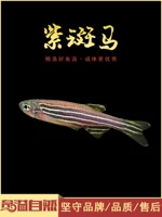 Qi yi Натуральные тропические рыбы Наблюдение
