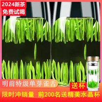 雀舌2024新茶特级500g嫩芽毛尖绿茶竹叶炒青茶四川峨眉山明前散装