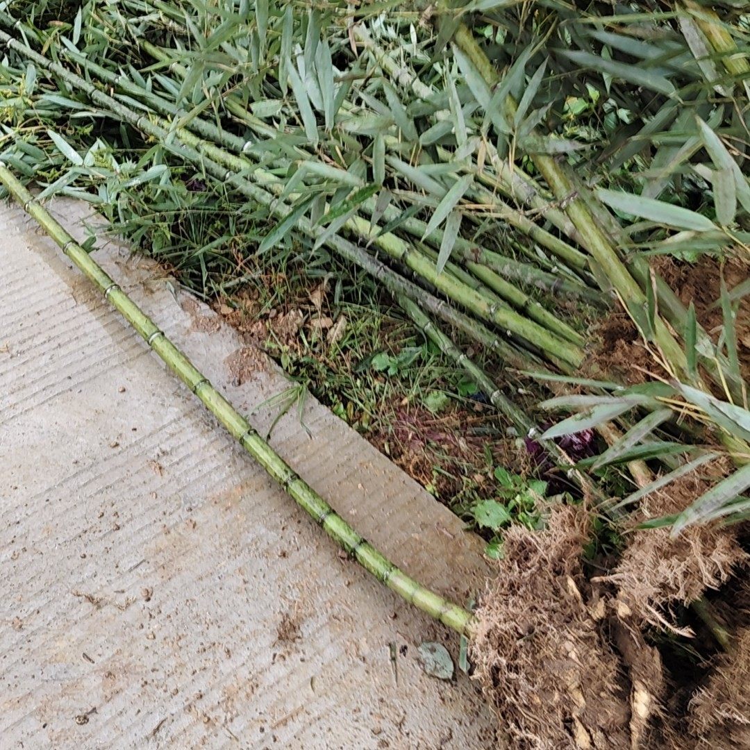 雷竹苗,原产地中国雷竹之乡,有何特别之处?🌱-观叶 /花灌木-淘宝好物网