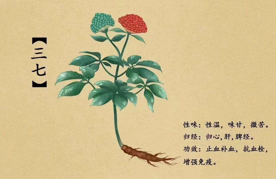 恒泰丰三七养生堂
