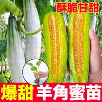 Shouguang Burst Sweet Goat Horn Honey Melon Seedlings With Earth Green Jewel Icing Sugar Subpoon Nine Sweet Melon Seed Plants All Four Seasons