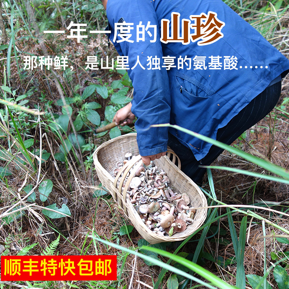 野生枞树菌到底有多珍贵？500g深山鲜货怎么选才靠谱？-新鲜松茸-淘宝百科网