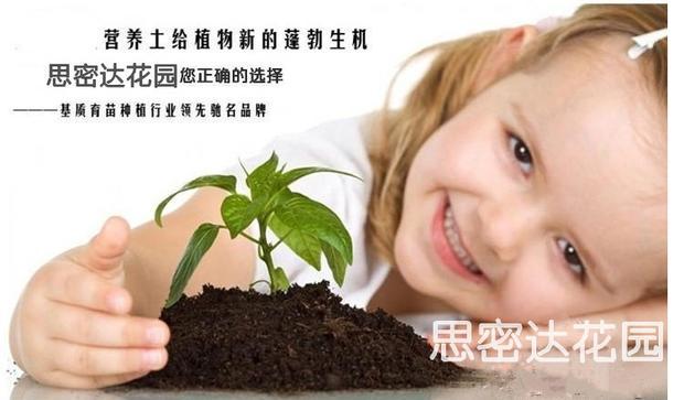 Ngọc bích đất nung đỏ đá granit nhiều màu đá dinh dưỡng đất dung dịch dinh dưỡng phân bón chậu trồng cây trồng hoa cung cấp vườn voi tuoi cay