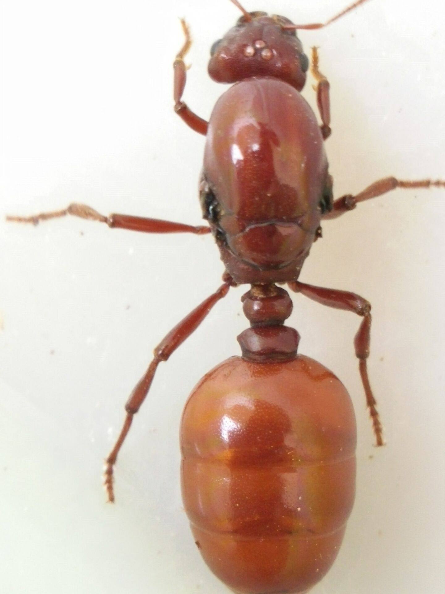 Слепо разрезание листьев муравей Живое тело гигант муравей новый задний ( сейчас в наличии Полем