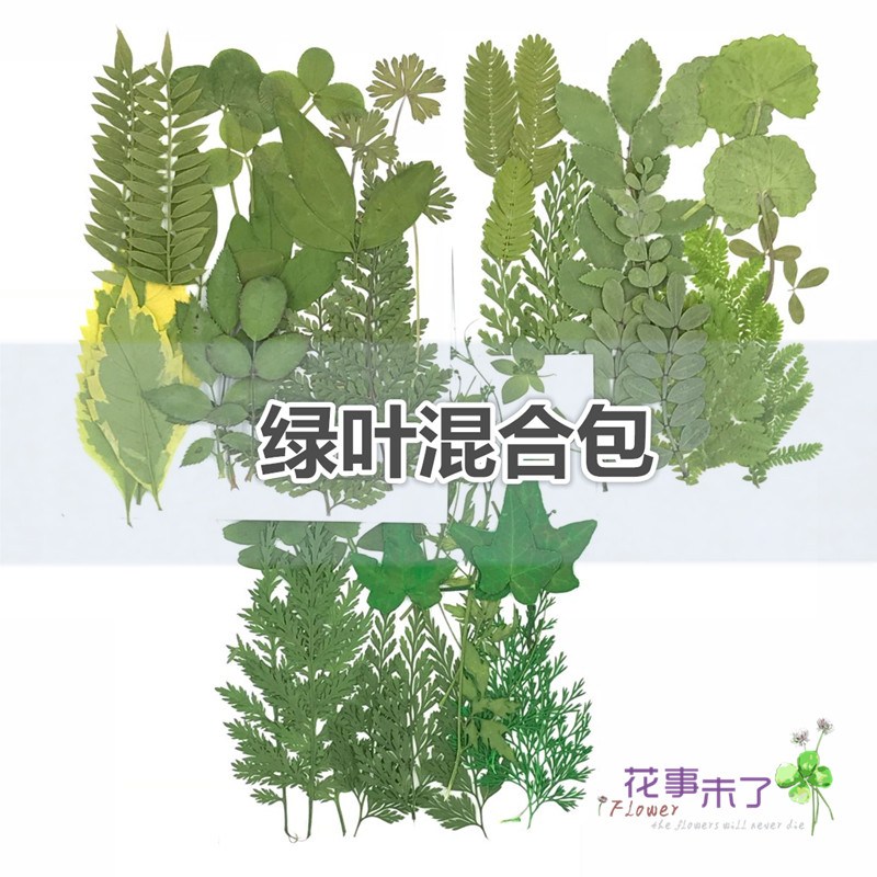 Dried flower leaves embossing children's handmade materials plant specimens green leaf petals makeup photo bride makeup shooting props