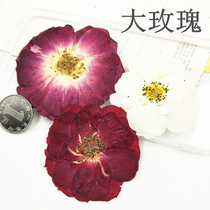 Big rose diy drop glue dried flower phone case embossed plant specimen flower makeup props children handmade